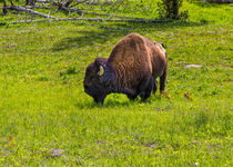 Bison At Yellowstone von John Bailey