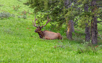 Resting Bull Elk Yellowstone by John Bailey
