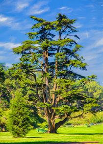 Cypress In Golden Gate Park by John Bailey