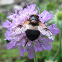 Biene auf Witwenblume von Susanne Winkels