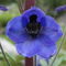 Blauebergblume