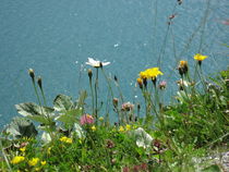 Alpenblumen am Bergsee von Susanne Winkels