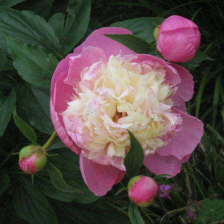 Rose-pinkweiss