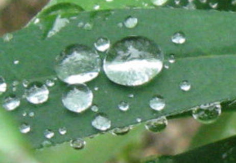Wassertropfenaufblatt