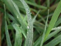 Regentropfen auf einem Grashalm by Dörthe Huth