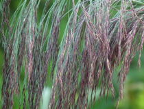 Blütensrispe vom Schilf - Reed von Dörthe Huth