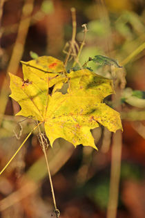 Die Farben des Herbstes von toeffelshop