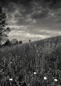 swallows on meadow by Giordano Aita