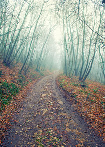 Path in the foggy wood by Giordano Aita