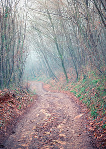 Path in the foggy wood by Giordano Aita