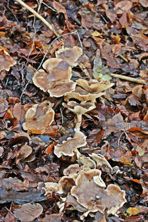 Pilze im Laub von toeffelshop