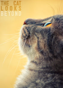 The cat looks beyond by Giordano Aita