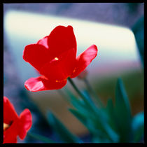 Rote Tulpe. von li-lu