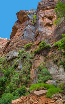 Grassy Rock Walls Zion by John Bailey