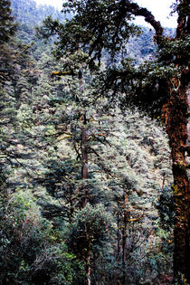 Der Wald von Guru Rinpoche XII von Helge Lehmann