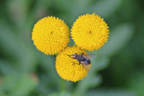 Fliege auf gelber Blume von toeffelshop
