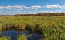 Magnificent Minnesota Marshland by John Bailey