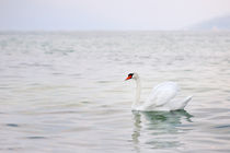 White swan von Tania Lerro