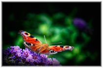 Schmetterling by mario-s