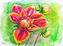 'Blooming Dahlia flower, watercolor painting' by valenty