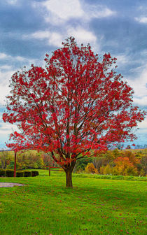Bright Red Maple Tree by John Bailey