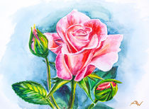 Beautiful rose, watercolor painting by valenty