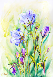 Watercolor painting of the bell flowers von valenty