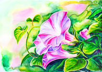 Convolvulus flowers. Watercolor painting. by valenty