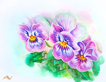 Tender pansies flowers. Watercolor painting. by valenty