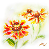 Painted watercolor card with helenium flowers by valenty