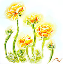 Painted watercolor card with globe-flowers by valenty