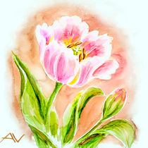 Pink tulips, watercolor painting. by valenty