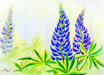 Lupine flowers, watercolor by valenty