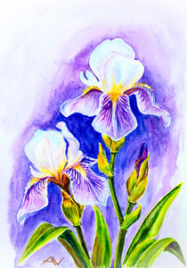 Irises, watercolor by valenty