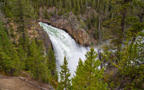 The Thundering Lower Yellowstone Falls von John Bailey