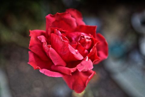 Rote-rose-100z