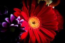 Red daisy by Gema Ibarra
