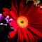 Img-2839gema-ibarra-flower-flor-red-istock