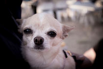 Chihuahua dog von Gema Ibarra
