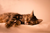 Tabby cat sleeping by Gema Ibarra