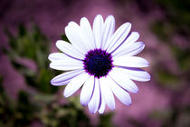 White Daisy with purple center by Gema Ibarra