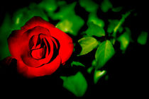 Red Rose by Gema Ibarra