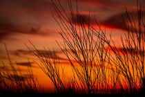 Orange sky with branches by Gema Ibarra