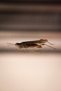 Grasshopper by Gema Ibarra