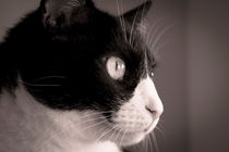 Black and white cat by Gema Ibarra