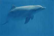 Blue dolphin von Gema Ibarra