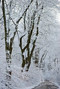 winter's path... von loewenherz-artwork