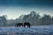 Pferde im Schnee by Viktor Peschel