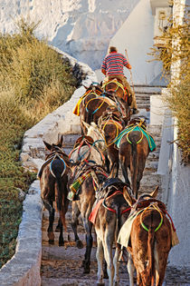 A Guide mule in Santorini, Greece by Constantinos Iliopoulos