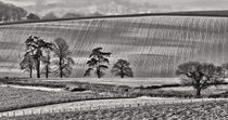  Fields and trees by Pete Hemington